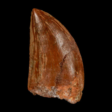 1.6" Carcharodontosaurus Fossil Tooth Cretaceous Dinosaur Morocco COA Stand