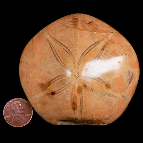 76MM Pygurus Marmonti Sea Urchin Fossil Sand Dollar Jurassic Age Madagascar - Fossil Age Minerals