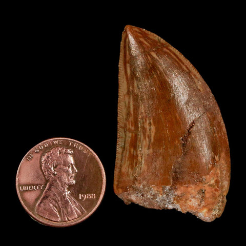 1.6" Carcharodontosaurus Fossil Tooth Cretaceous Dinosaur Morocco COA Stand