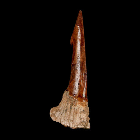 XL 2.9" Sawfish Fossil Tooth Barb Onchopristis Numidus Cretaceous Dinosaur Era COA