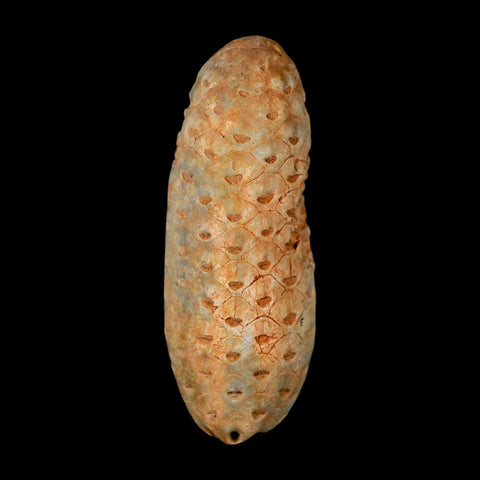 2" Fossil Pine Cone Equicalastrobus Replaced By Agate Eocene Age Seeds Fruit - Fossil Age Minerals