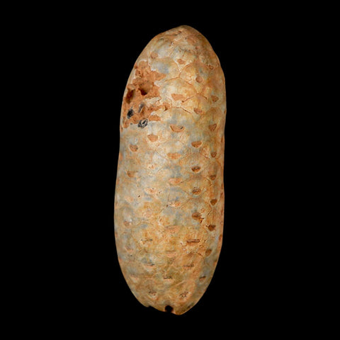 2" Fossil Pine Cone Equicalastrobus Replaced By Agate Eocene Age Seeds Fruit - Fossil Age Minerals