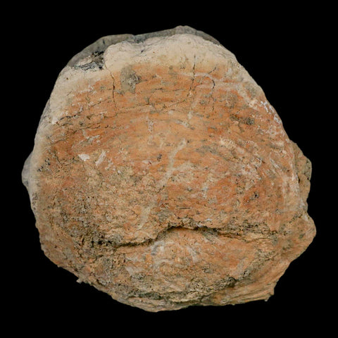 3.6" Brontothere Fossil Vertebrae Bone Eocene Age Badlands S Dakota Titanothere COA - Fossil Age Minerals