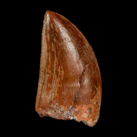 1.6" Carcharodontosaurus Fossil Tooth Cretaceous Dinosaur Morocco COA Stand