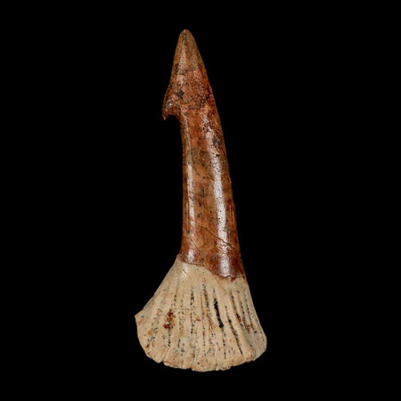 XL 2.7" Sawfish Fossil Tooth Barb Onchopristis Numidus Cretaceous Dinosaur Era COA
