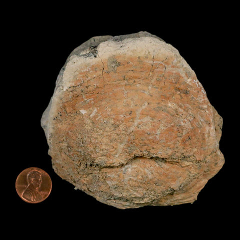 3.6" Brontothere Fossil Vertebrae Bone Eocene Age Badlands S Dakota Titanothere COA - Fossil Age Minerals