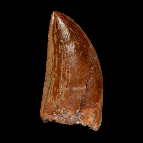 1.6" Carcharodontosaurus Fossil Tooth Cretaceous Dinosaur Morocco COA Stand