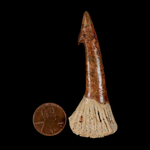 XL 2.7" Sawfish Fossil Tooth Barb Onchopristis Numidus Cretaceous Dinosaur Era COA