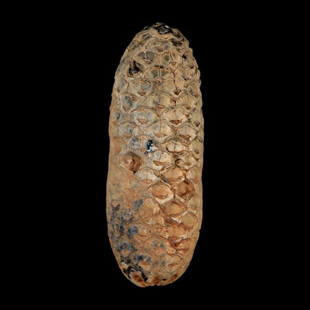 XL 2.2" Fossil Pine Cone Equicalastrobus Replaced By Agate Eocene Age Seeds Fruit