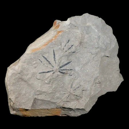 Annularia Plant Leaf Fossil Carboniferous Breathitt Formation, Leslie Cty, Kentucky