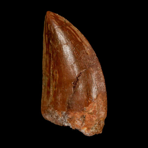 1.6" Carcharodontosaurus Fossil Tooth Cretaceous Dinosaur Morocco COA Stand