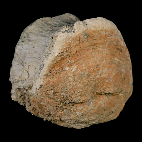 3.6" Brontothere Fossil Vertebrae Bone Eocene Age Badlands S Dakota Titanothere COA - Fossil Age Minerals