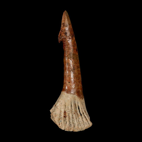 XL 2.7" Sawfish Fossil Tooth Barb Onchopristis Numidus Cretaceous Dinosaur Era COA
