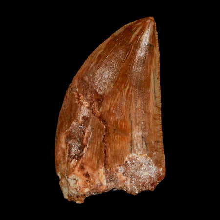 1.6" Carcharodontosaurus Fossil Tooth Cretaceous Dinosaur Morocco COA Stand