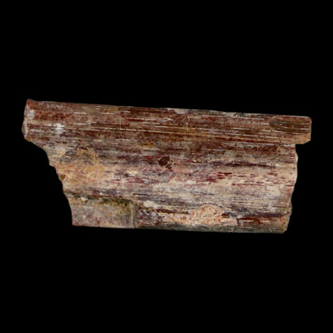 0.7" Dimetrodon Sail Spine Bone Fossil Permian Age Waurika Oklahoma COA, Display - Fossil Age Minerals