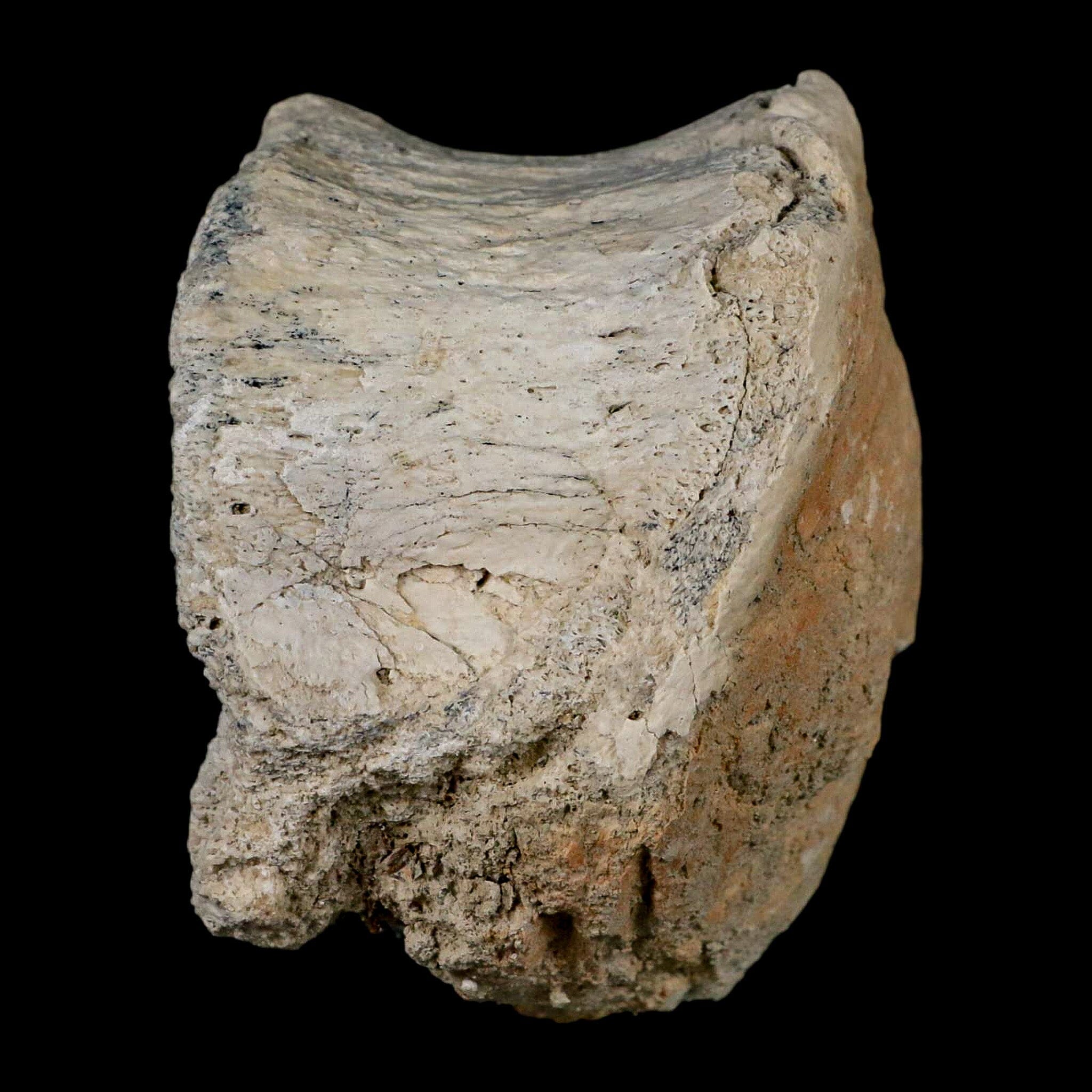 3.6" Brontothere Fossil Vertebrae Bone Eocene Age Badlands S Dakota Titanothere COA - Fossil Age Minerals