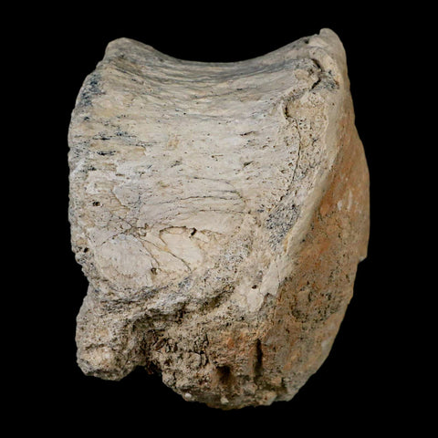 3.6" Brontothere Fossil Vertebrae Bone Eocene Age Badlands S Dakota Titanothere COA - Fossil Age Minerals