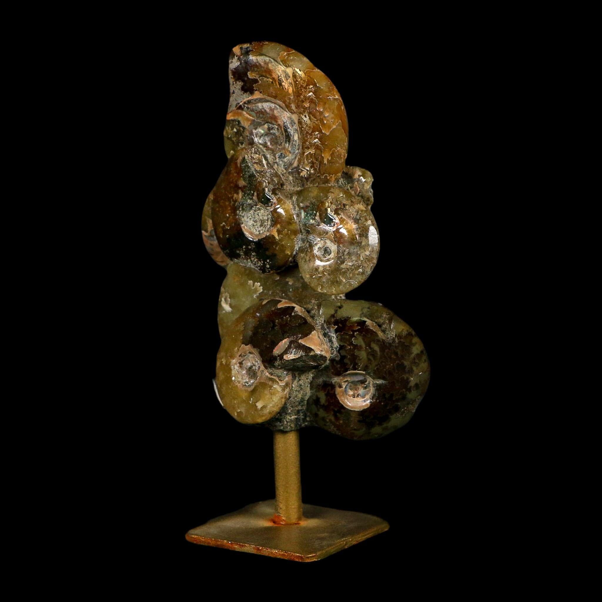 4.6" Cleoniceras Ammonite Fossil Cluster on Stand Madagascar Jurassic Age - Fossil Age Minerals