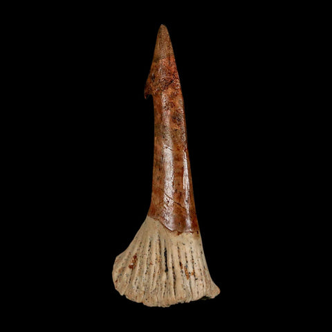 XL 2.7" Sawfish Fossil Tooth Barb Onchopristis Numidus Cretaceous Dinosaur Era COA