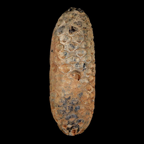 XL 2.2" Fossil Pine Cone Equicalastrobus Replaced By Agate Eocene Age Seeds Fruit - Fossil Age Minerals
