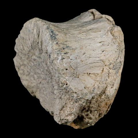 3.6" Brontothere Fossil Vertebrae Bone Eocene Age Badlands S Dakota Titanothere COA - Fossil Age Minerals