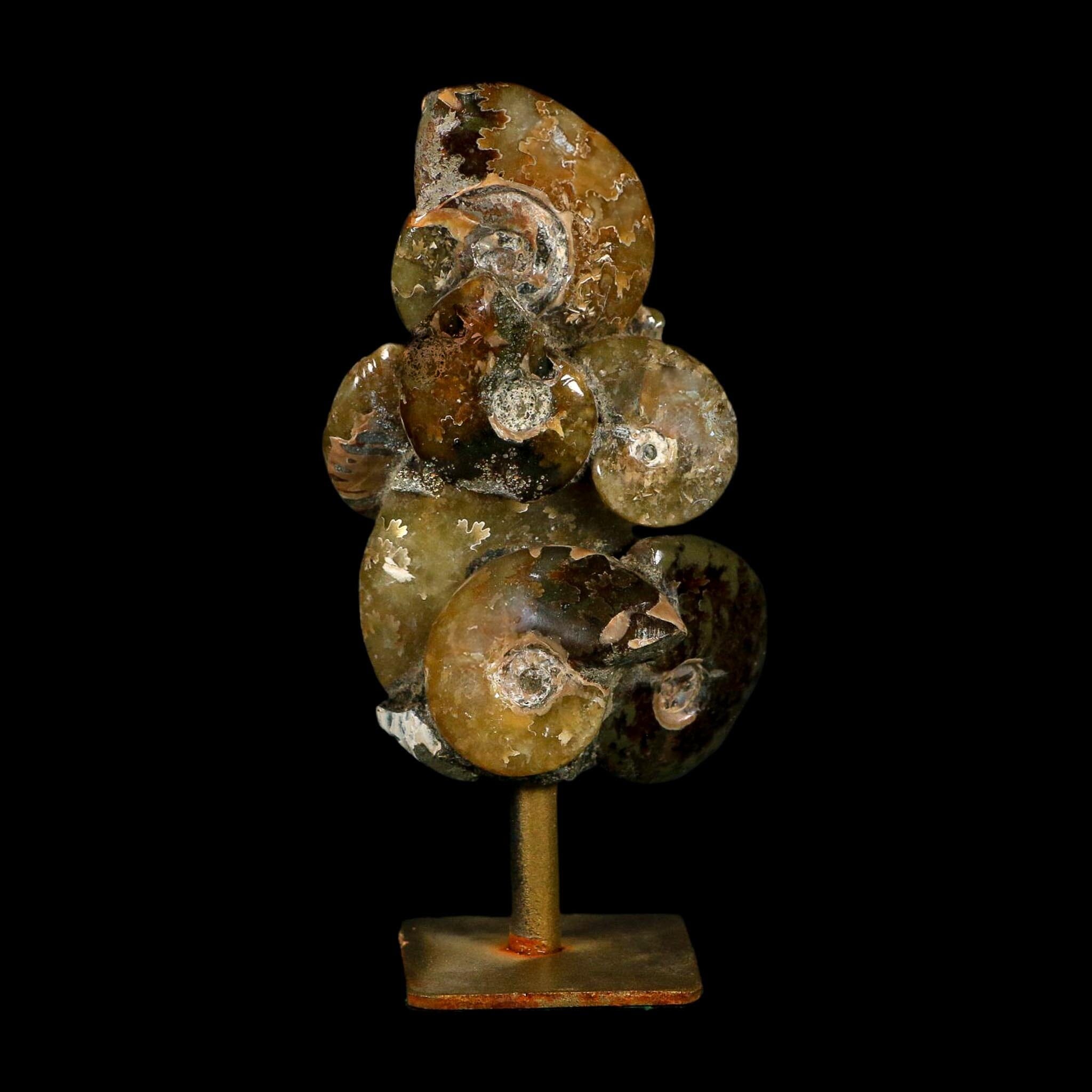 4.6" Cleoniceras Ammonite Fossil Cluster on Stand Madagascar Jurassic Age - Fossil Age Minerals