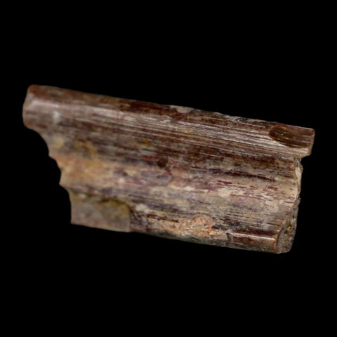 0.7" Dimetrodon Sail Spine Bone Fossil Permian Age Waurika Oklahoma COA, Display - Fossil Age Minerals