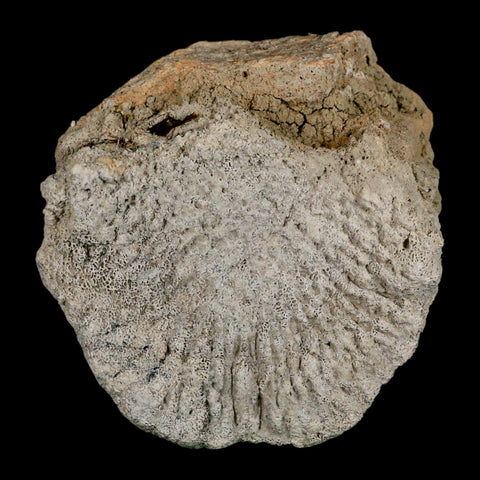 3.6" Brontothere Fossil Vertebrae Bone Eocene Age Badlands S Dakota Titanothere COA - Fossil Age Minerals
