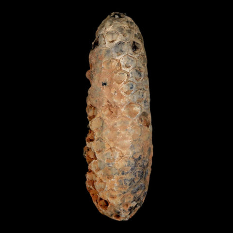 XL 2.2" Fossil Pine Cone Equicalastrobus Replaced By Agate Eocene Age Seeds Fruit - Fossil Age Minerals