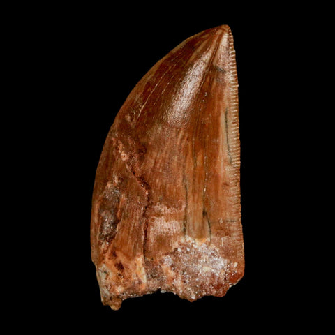 1.6" Carcharodontosaurus Fossil Tooth Cretaceous Dinosaur Morocco COA Stand