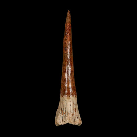 XL 2.7" Sawfish Fossil Tooth Barb Onchopristis Numidus Cretaceous Dinosaur Era COA
