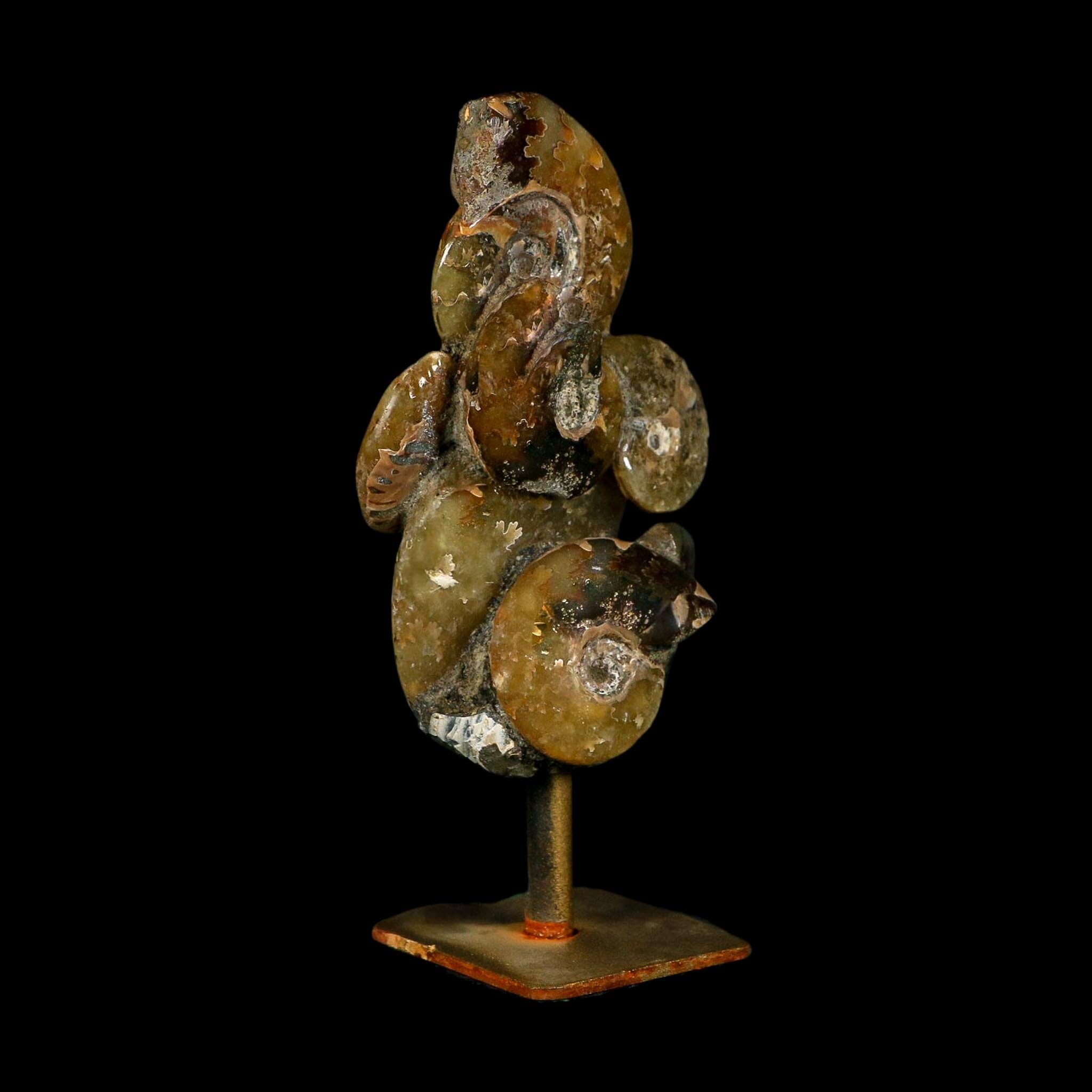 4.6" Cleoniceras Ammonite Fossil Cluster on Stand Madagascar Jurassic Age - Fossil Age Minerals