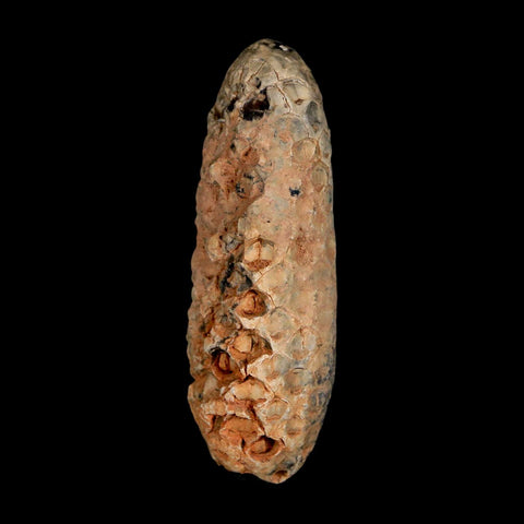XL 2.2" Fossil Pine Cone Equicalastrobus Replaced By Agate Eocene Age Seeds Fruit - Fossil Age Minerals