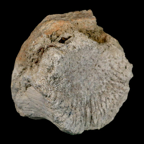3.6" Brontothere Fossil Vertebrae Bone Eocene Age Badlands S Dakota Titanothere COA - Fossil Age Minerals