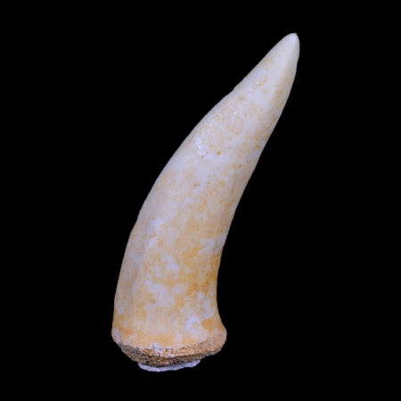 XL 2.3" Saber Toothed Herring Fossil Fang Enchodus Libycus Cretaceous COA Stand