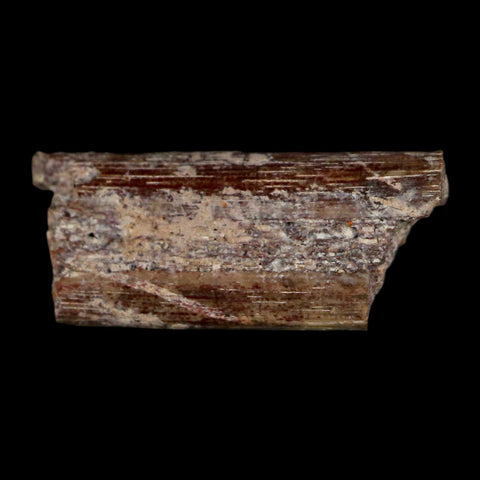 0.7" Dimetrodon Sail Spine Bone Fossil Permian Age Waurika Oklahoma COA, Display - Fossil Age Minerals