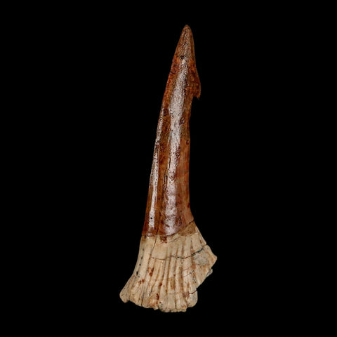 XL 2.7" Sawfish Fossil Tooth Barb Onchopristis Numidus Cretaceous Dinosaur Era COA