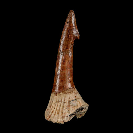 XL 2.7" Sawfish Fossil Tooth Barb Onchopristis Numidus Cretaceous Dinosaur Era COA