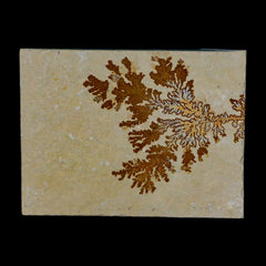 Dendrite Collection
