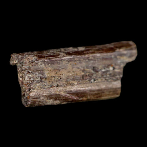 0.7" Dimetrodon Sail Spine Bone Fossil Permian Age Waurika Oklahoma COA, Display - Fossil Age Minerals