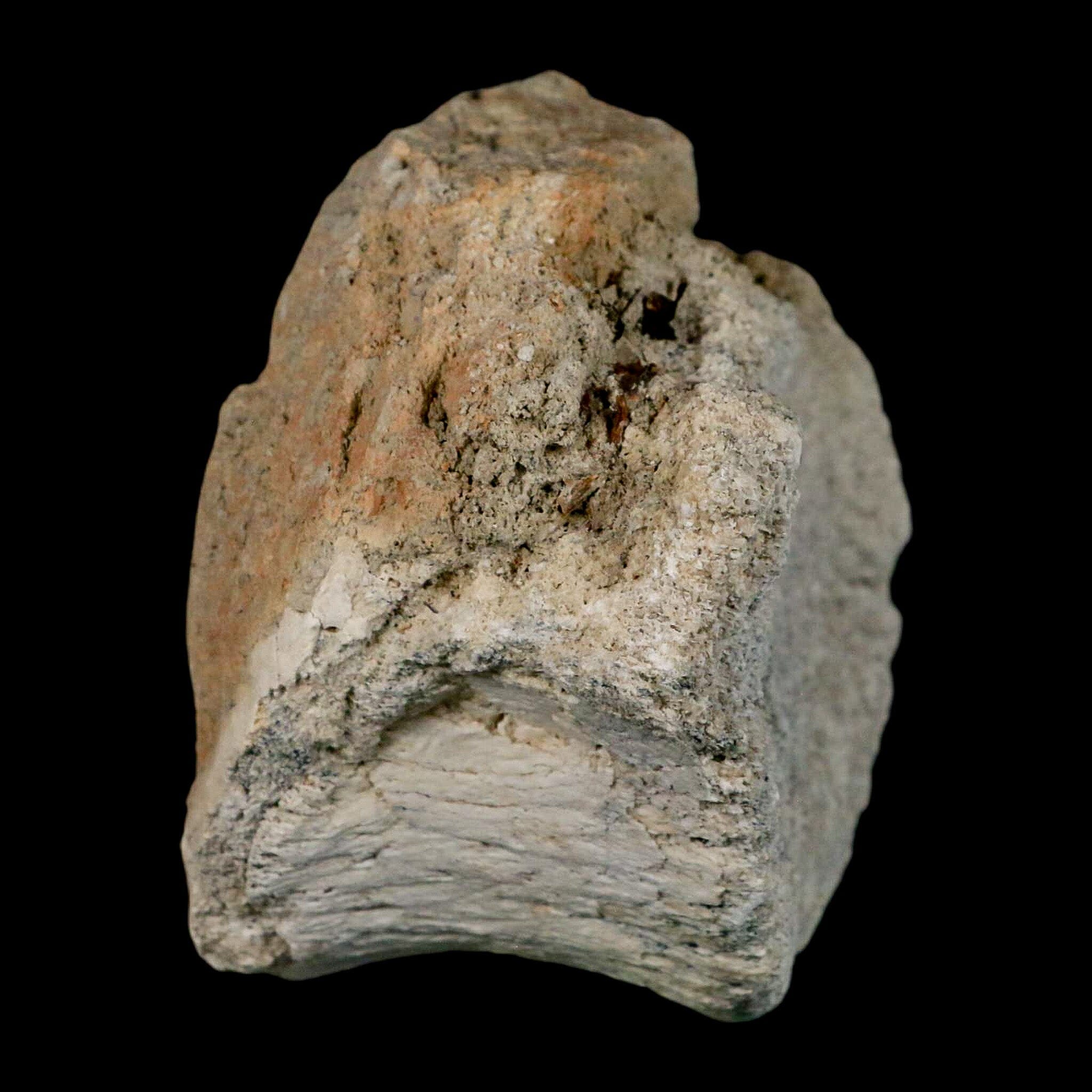 3.6" Brontothere Fossil Vertebrae Bone Eocene Age Badlands S Dakota Titanothere COA - Fossil Age Minerals