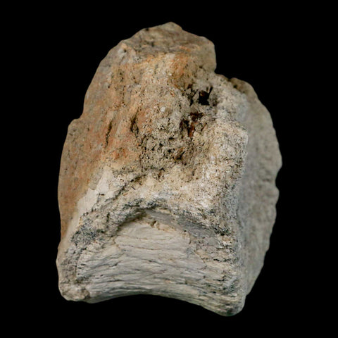 3.6" Brontothere Fossil Vertebrae Bone Eocene Age Badlands S Dakota Titanothere COA - Fossil Age Minerals