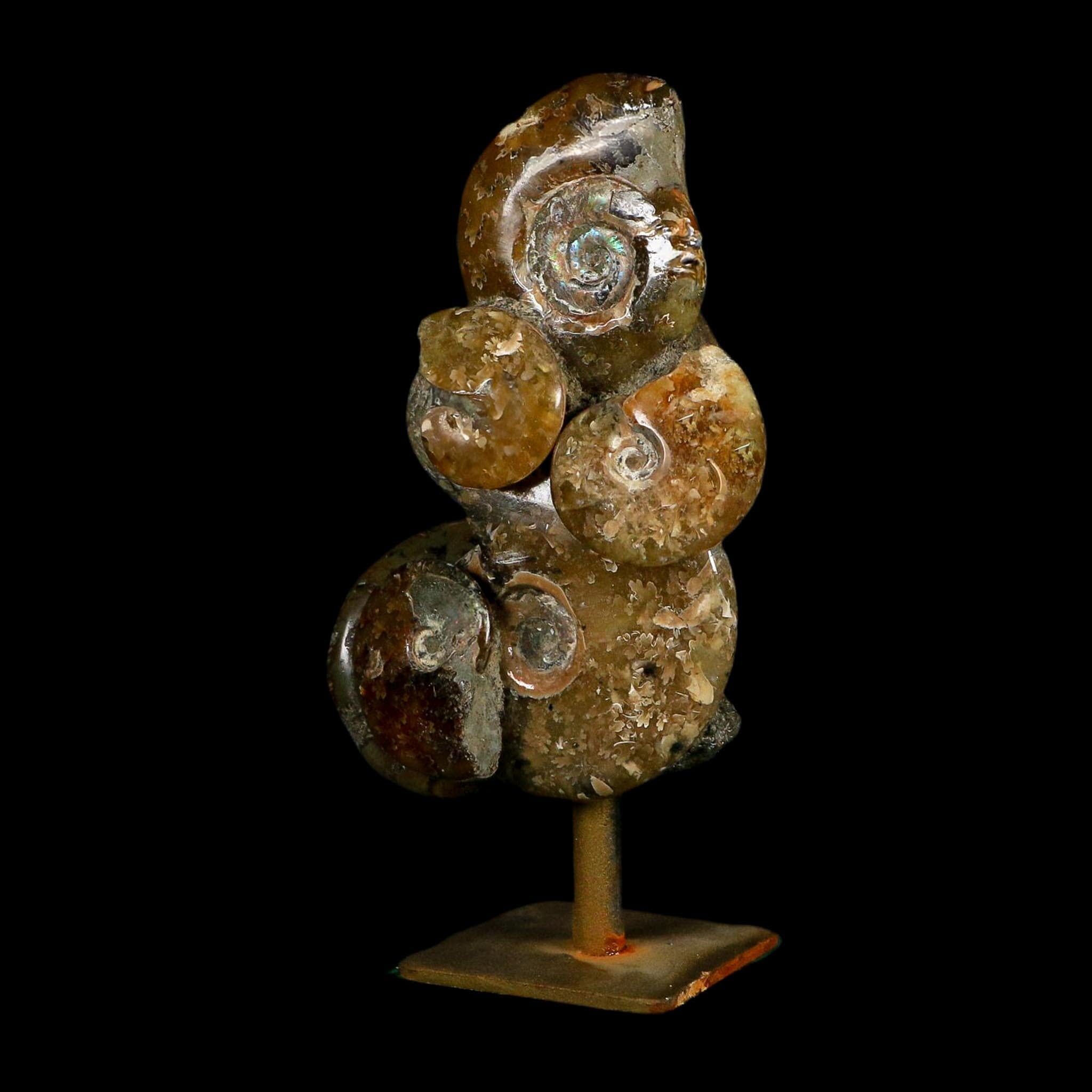 4.6" Cleoniceras Ammonite Fossil Cluster on Stand Madagascar Jurassic Age - Fossil Age Minerals