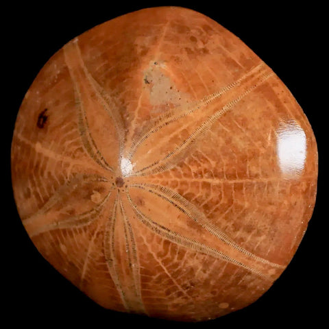 54MM Pygurus Marmonti Sea Urchin Fossil Sand Dollar Jurassic Age Madagascar - Fossil Age Minerals