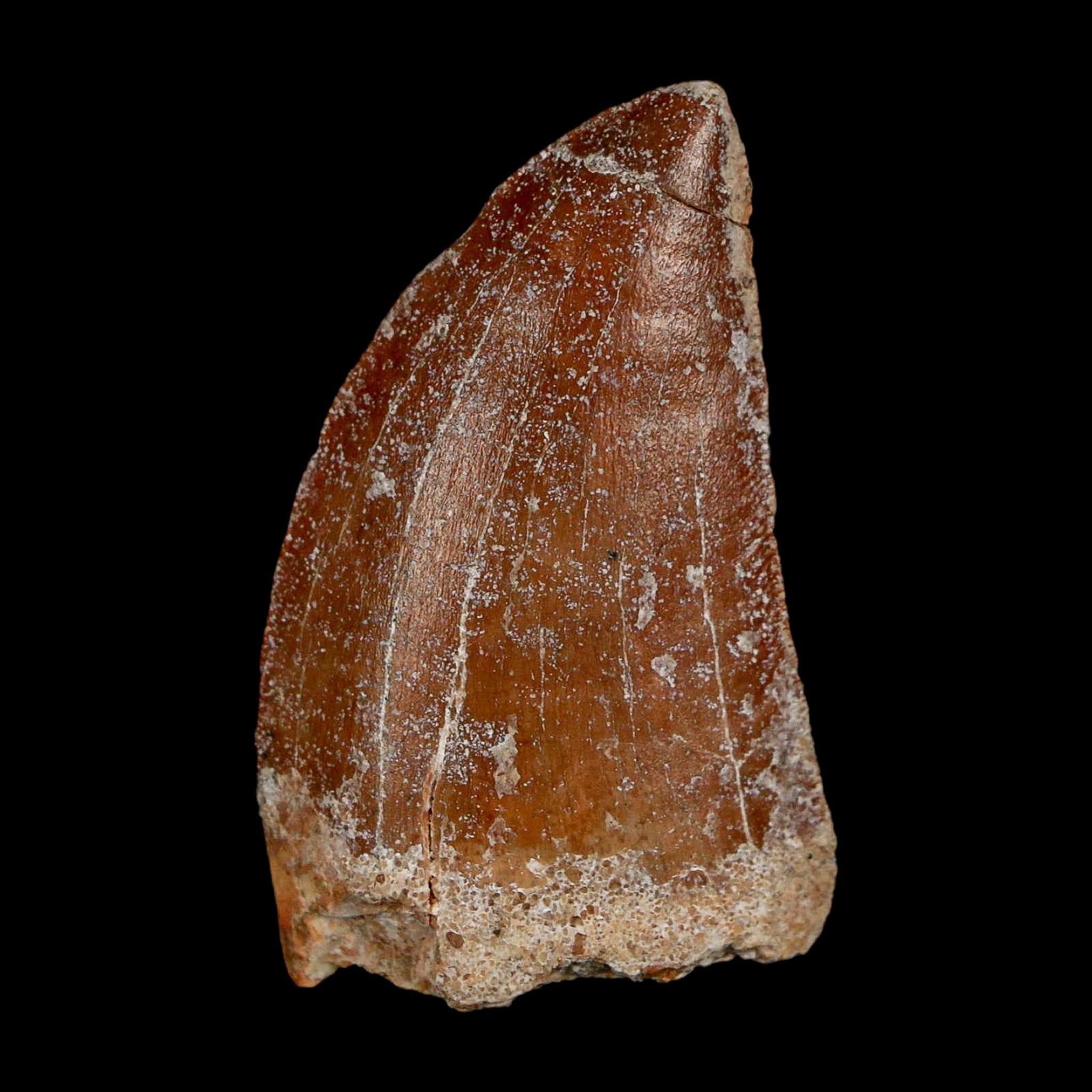 1.7" Carcharodontosaurus Fossil Tooth Cretaceous Dinosaur Morocco COA Stand - Fossil Age Minerals