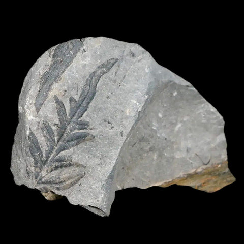 1.4" Neuropteris SP Fern Plant Leaf Fossil Carboniferous Age Breathitt FM, Leslie CTY, KY - Fossil Age Minerals