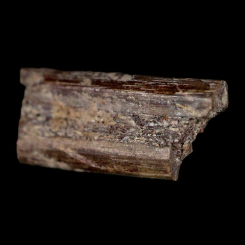 0.7" Dimetrodon Sail Spine Bone Fossil Permian Age Waurika Oklahoma COA, Display - Fossil Age Minerals