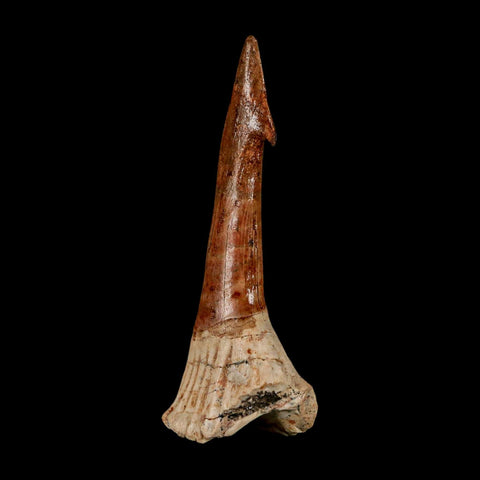 XL 2.7" Sawfish Fossil Tooth Barb Onchopristis Numidus Cretaceous Dinosaur Era COA