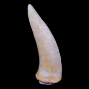XL 2.3" Saber Toothed Herring Fossil Fang Enchodus Libycus Cretaceous COA Stand