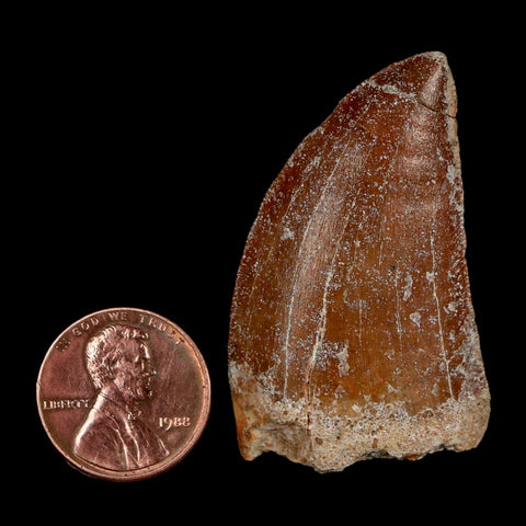 1.7" Carcharodontosaurus Fossil Tooth Cretaceous Dinosaur Morocco COA Stand